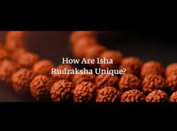 Authentic Isha Panchamukhi (five-faced) Rudraksha Mala. Energized at Dhyanalinga. Your cocoon of energy (5 mm)