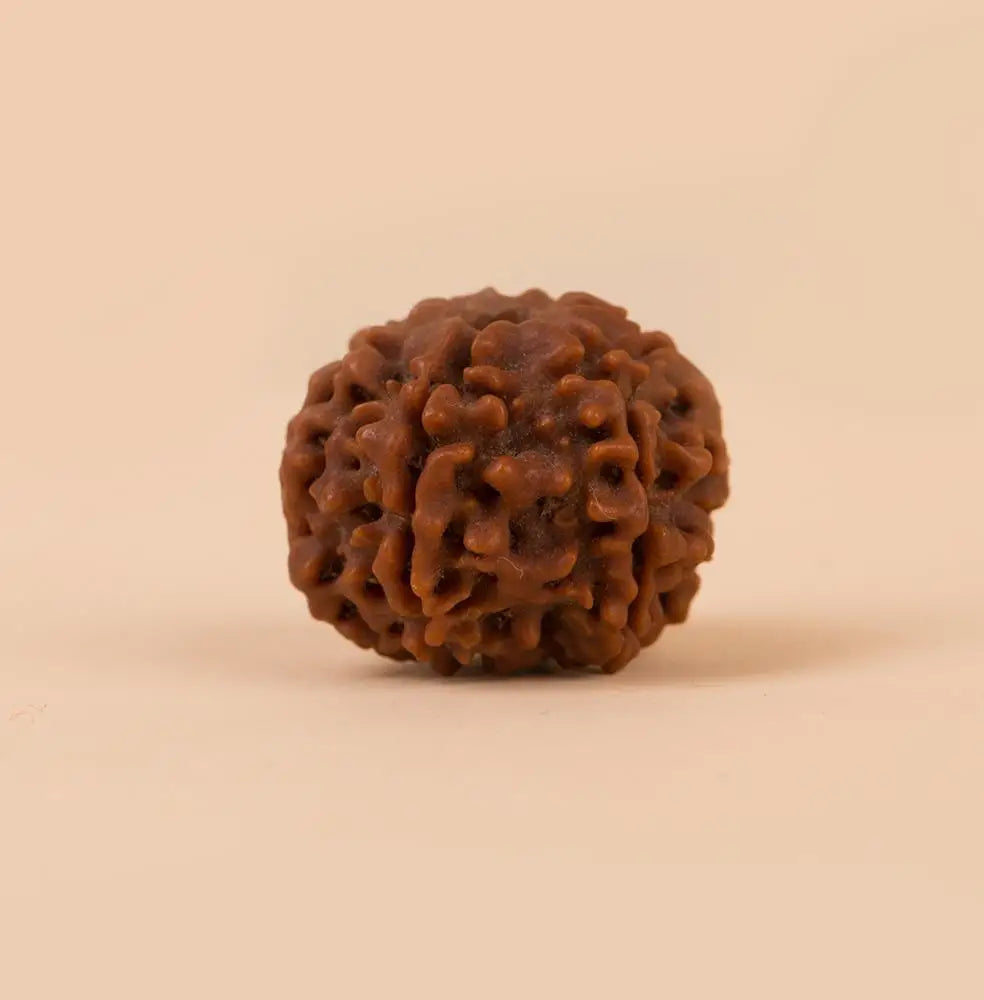 Rudraksha Beads Children’s Shanmukhi, 6 Faced