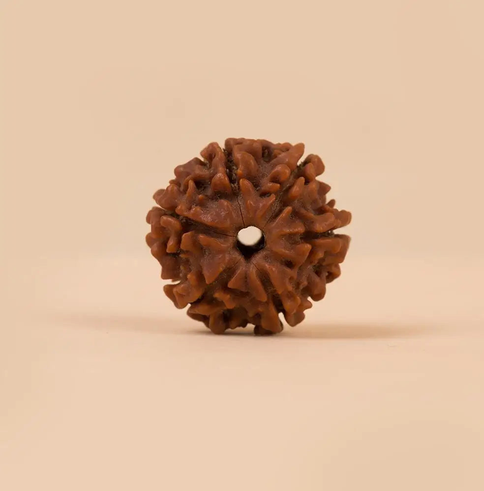 Rudraksha Beads Children’s Shanmukhi, 6 Faced