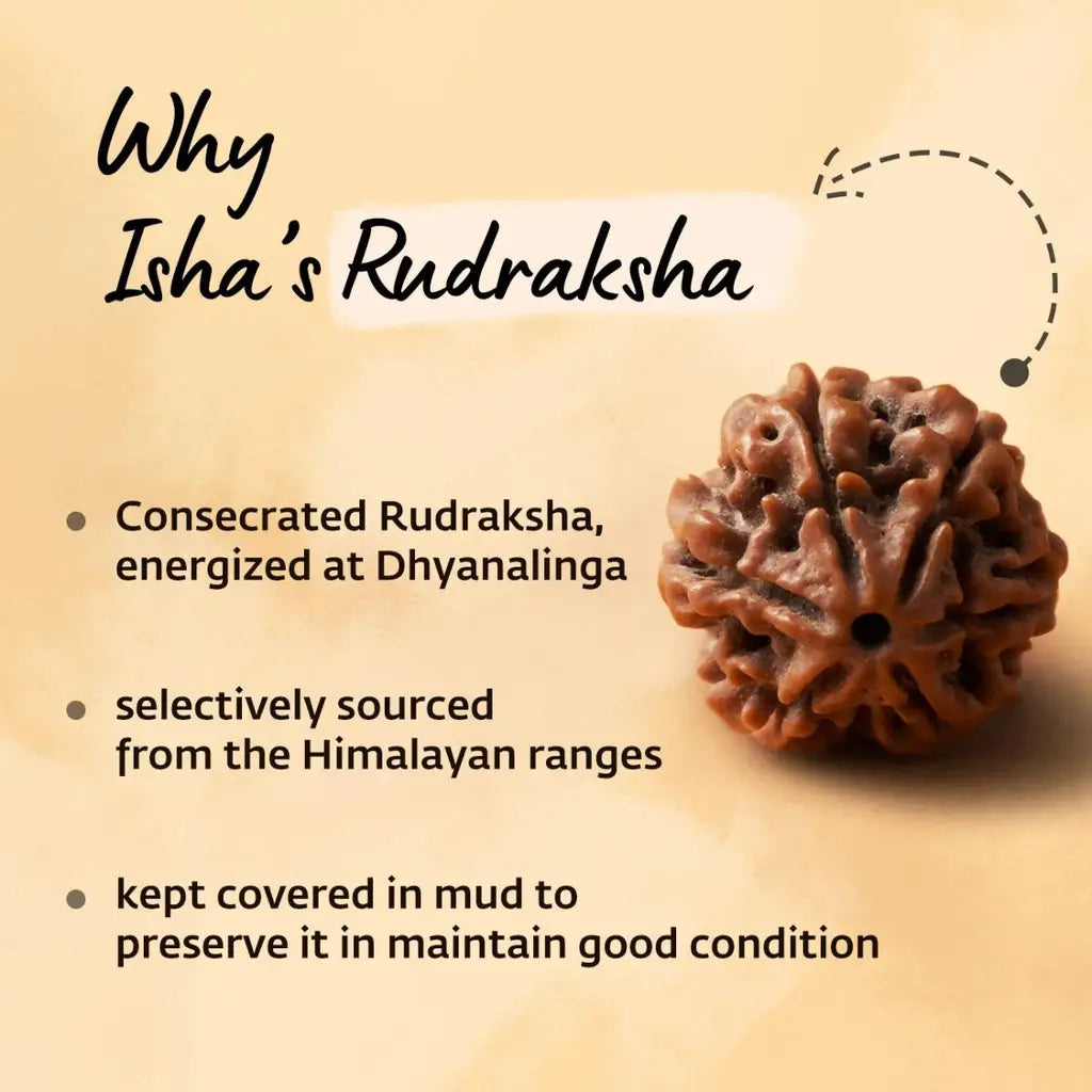Rudraksha Beads Children’s Shanmukhi, 6 Faced