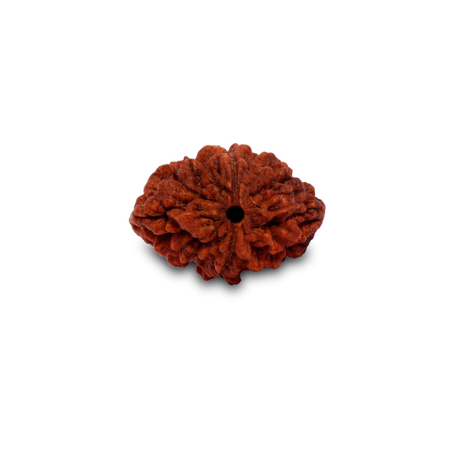 Rudraksha Beads Dwimukhi, 2 Faced