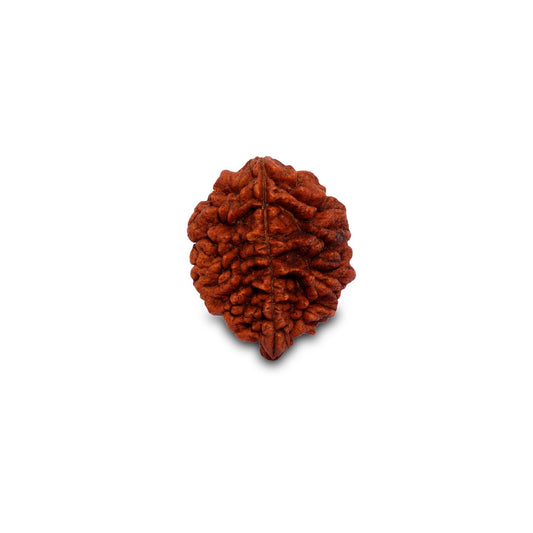 Rudraksha Beads Dwimukhi, 2 Faced