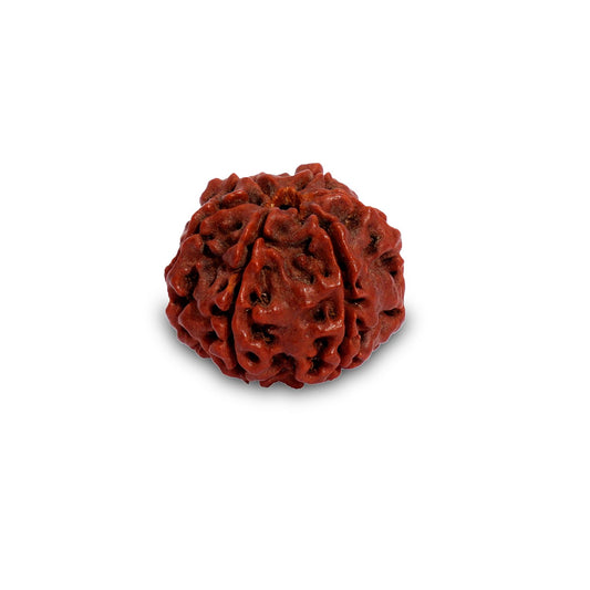 Rudraksha Beads Children’s Shanmukhi, 6 Faced