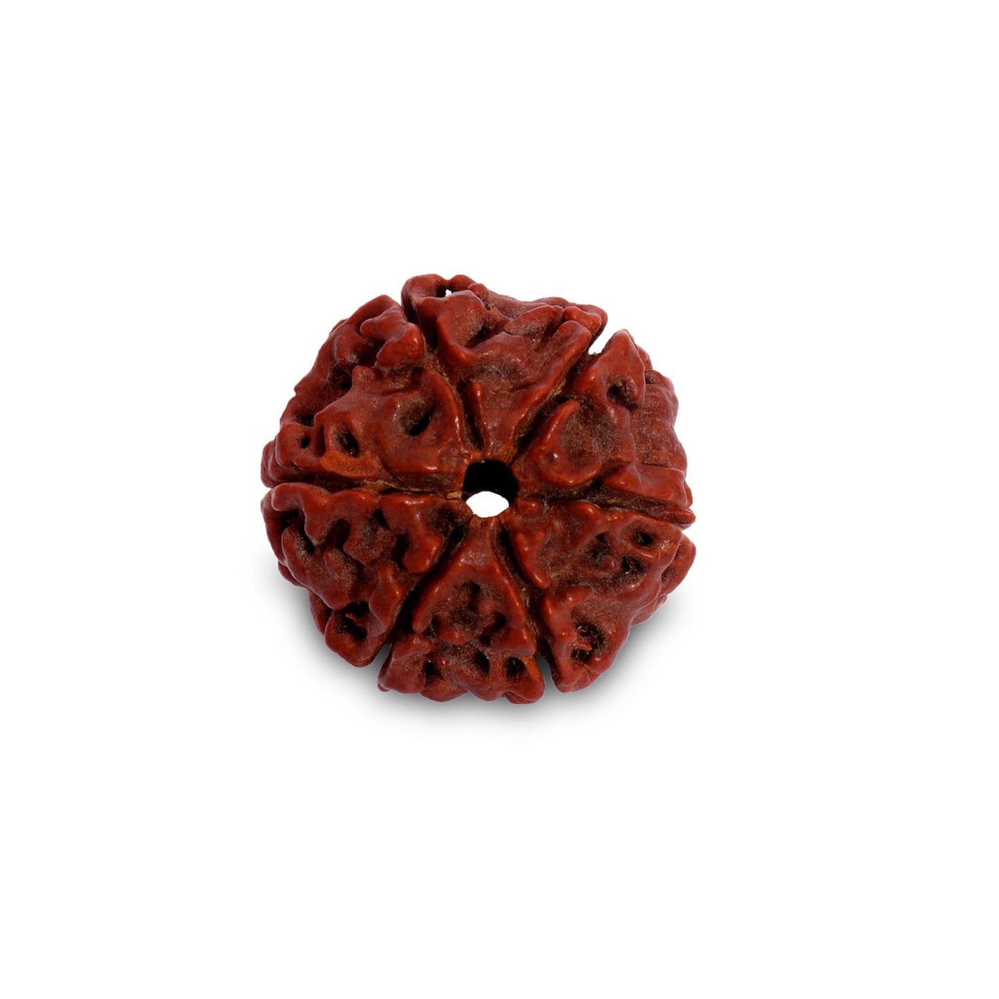 Rudraksha Beads Children’s Shanmukhi, 6 Faced