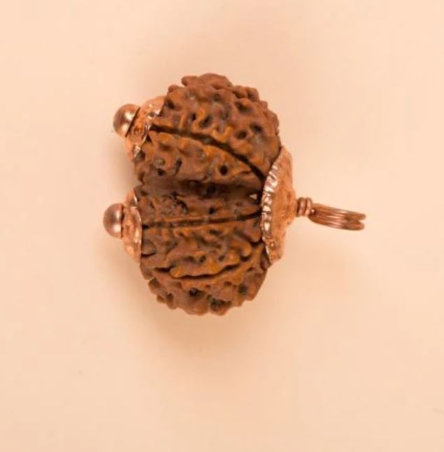 Gauri Shankar Rudraksha Bead