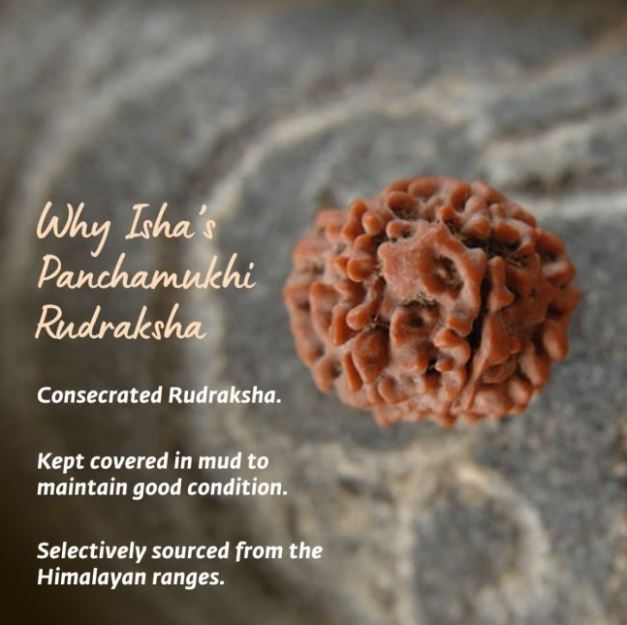 Adiyogi Rudraksha with Copper Chain (5 Faced)